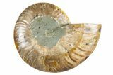 Cut & Polished Ammonite Fossil (Half) - Madagascar #345982-1